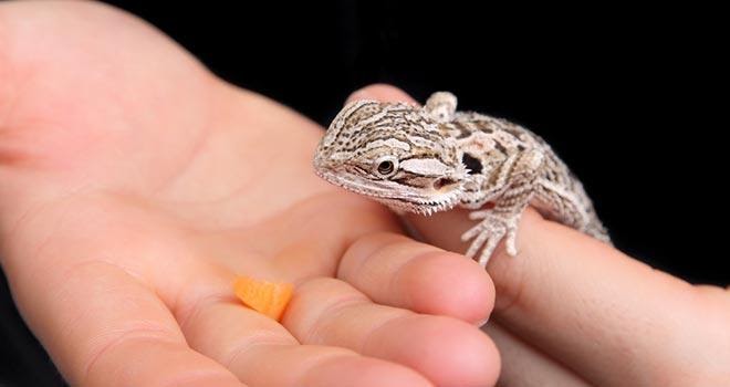 Bearded Dragon Diet and Nutrition Guide
