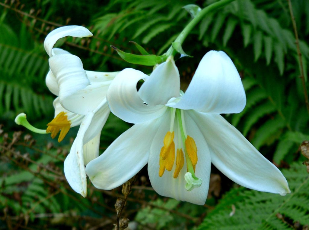 Lilly Flowers Their History And Types